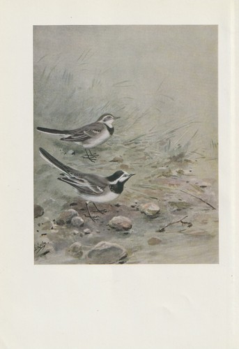Bachstelze - (motacilla, alba)