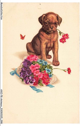 Axop8 0905 animaux chien - -,