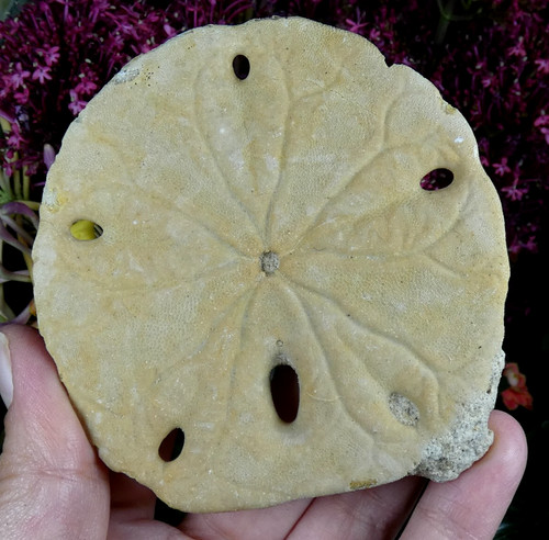 Mellita quinquiesperforata - mellita,