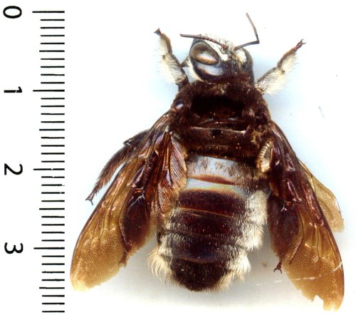 Abeille bee xylocopa - abeille,