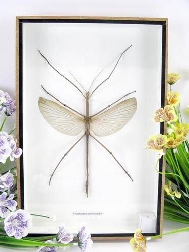 Triachoidea westwoodi xl - m.,