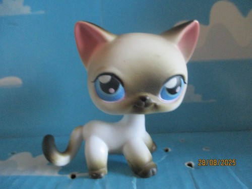 Petshop chat europeen - petshop,