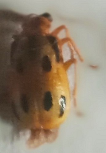 Chrysomelidae diabrotica - chrysomelidae,