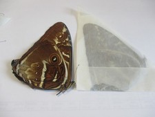 Entomologie Morphinae Morpho