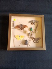 Cadre de Papillons Scarabées Naturalisés Taxidermie Cadre H 24cm L 24cm