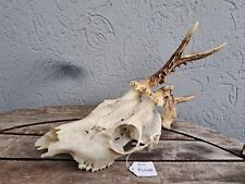 Crâne de chevreuil ; tête bizarde #707