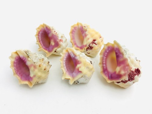 Coquillage - , (lot
