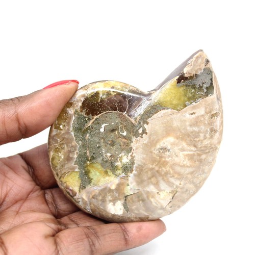 Ammonite fossile polie - fossile,