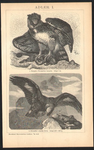 1897 gravure originale - 1897, aigle