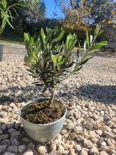 Magnifique Olivier Bonsaï