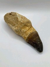 5.1 En Fossile De Dents De