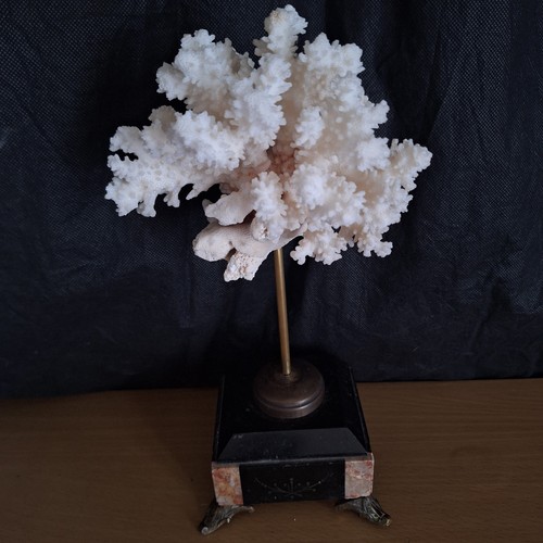 Corail blanc sur - , socle,cabinet
