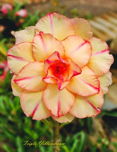 Neuf adenium obesum - neuf,