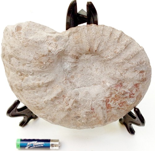 Ammonite sur présentoir