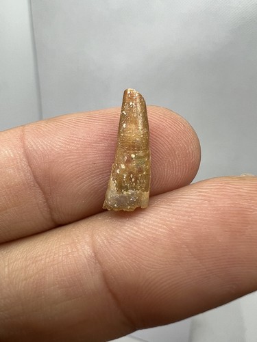 Rare pterosaur tooth morocco - pterosaur,