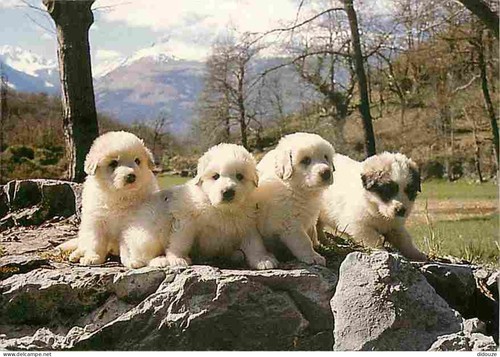 Carte postale animaux - -,