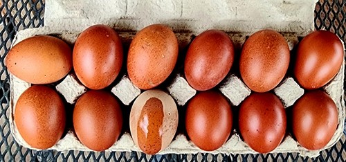 Black copper maran hatching - copper,
