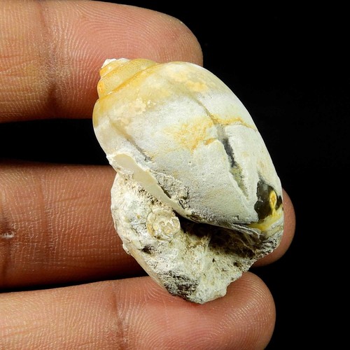 Pierre précieuse fossilisée