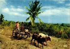 CPM Charette a boeufs GUADELOUPE (839790)
