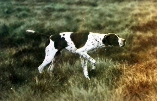 Chien pointer le - le,