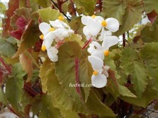 BEGONIA   BUFFODERINA