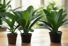 3  Clivia Miniata Plants, Bush