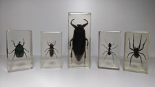 Curiosité : Lot de 5 insectes