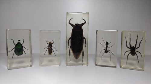 Curiosité lot 5 - :, de