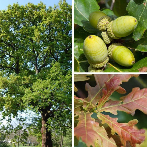 Quercus petraea chêne - quercus,