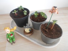 Rose du désert (lots de 5 Plantules avec caudex)