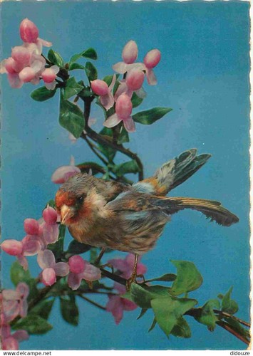Carte postale animaux - -,