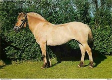 Animaux - Chevaux - Portrait de Cheval - Foto Ellen van Leeuwen - CPM - Voir Sca