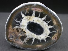 SEPTARIA - MAROC - 5,2 x 4,6