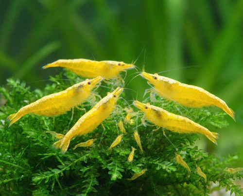 Lot crevettes - de,