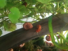 Escargots Planorbes Vendu par lot de 10, rose à marron, différentes tailles