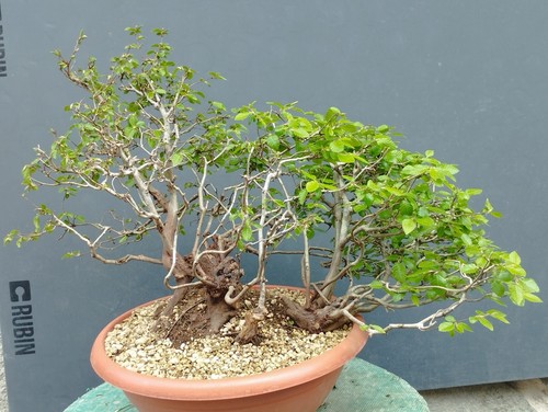 Bonsaï carpin blanc - , 30