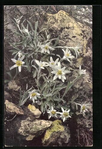 Carte postale artiste - carte, d'artiste