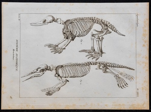 1825 squelette phoque - -,