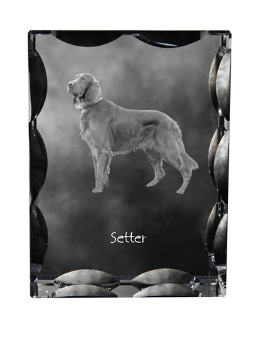 English setter anglais - english,