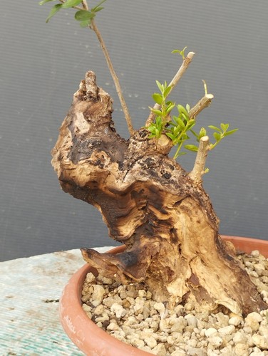 Bonsaï olivastro 10 cm - bonsaï, 20