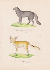 Polarfuchs Snow Fox Loup De