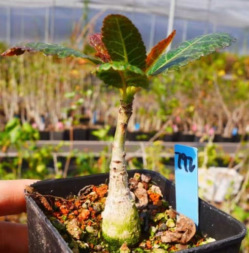 Rare cacti boswellia - rare,