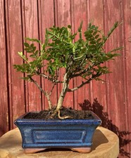 BONSAÏ ZANTHOXYLUM PIPERITUM