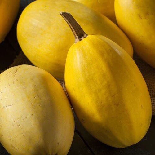Graines courge spaghetti - courge,