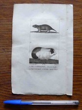 Gravure animalière XIX°