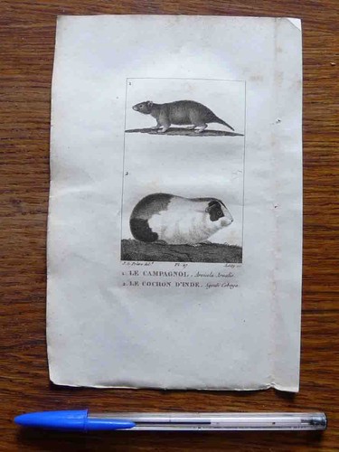 Gravure animalière xix - gravure, xix°