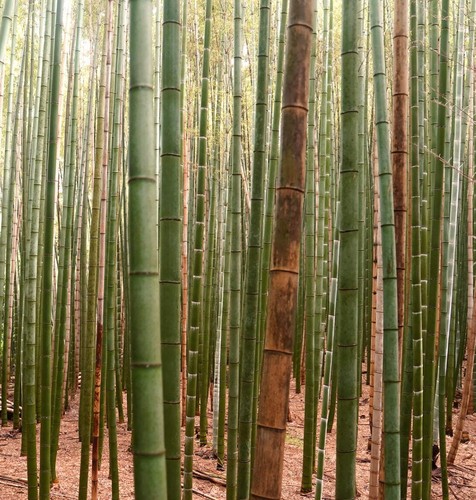 Phyllostachys edulis bambou - phyllostachys,