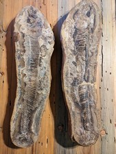 Vinctifer Comptoni Fossil Fish