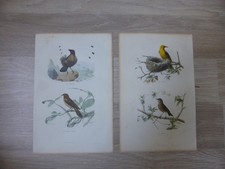 2 Gravures Oiseaux couleur