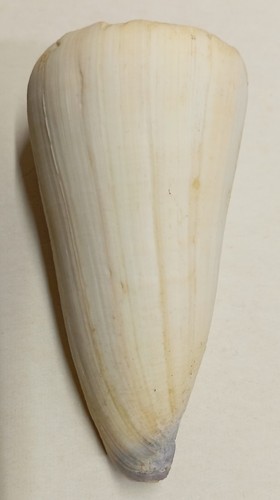 Conus virgo - (lividoconus),